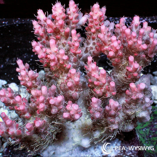 Australian Acropora - Pink "Chunky" (WYSIWYG)