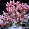 Australian Acropora - Pink "Chunky" (WYSIWYG)