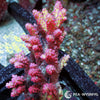 Australian Acropora Red Staghorn "Chunky" (WYSIWYG)