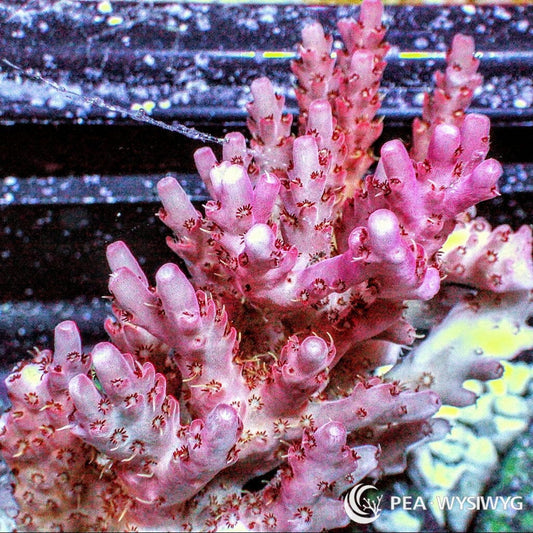 Australian Acropora Red Staghorn "Chunky" (WYSIWYG)