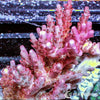 Australian Acropora Red Staghorn "Chunky" (WYSIWYG)
