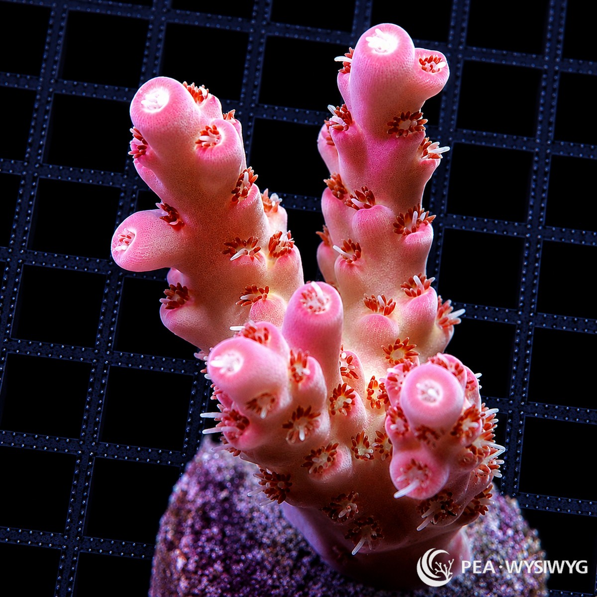 WYSIWYG Pink Red Table Australian Acropora coral with red polyps and tabling branch structure