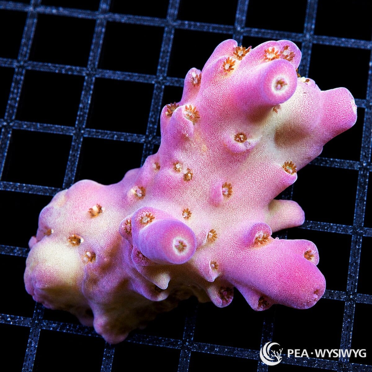 WYSIWYG Bright Pink Table Australian Acropora coral with intense pink branches and red polyps on frag plug