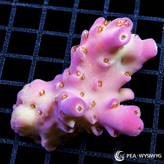 WYSIWYG Bright Pink Table Australian Acropora coral with intense pink branches and red polyps on frag plug