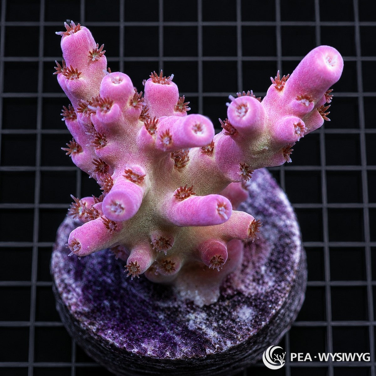 WYSIWYG Pastel Pink Table Australian Acropora coral with soft pink branches and pale growth areas