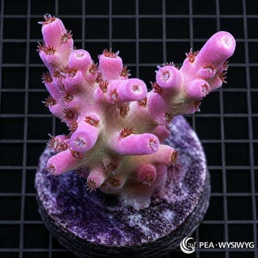 WYSIWYG Pastel Pink Table Australian Acropora coral with soft pink branches and pale growth areas