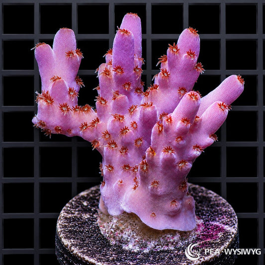 WYSIWYG Lavender Pink Table Australian Acropora coral with lavender-pink branches and orange-red polyps