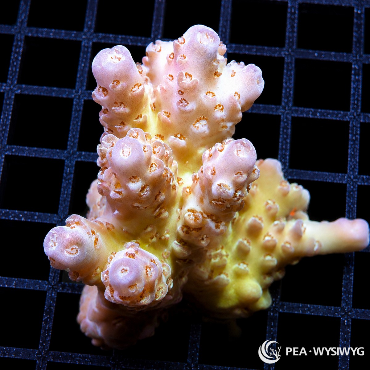 WYSIWYG Yellow Table Australian Acropora coral with pink tips and rounded SPS growth tips on frag plug