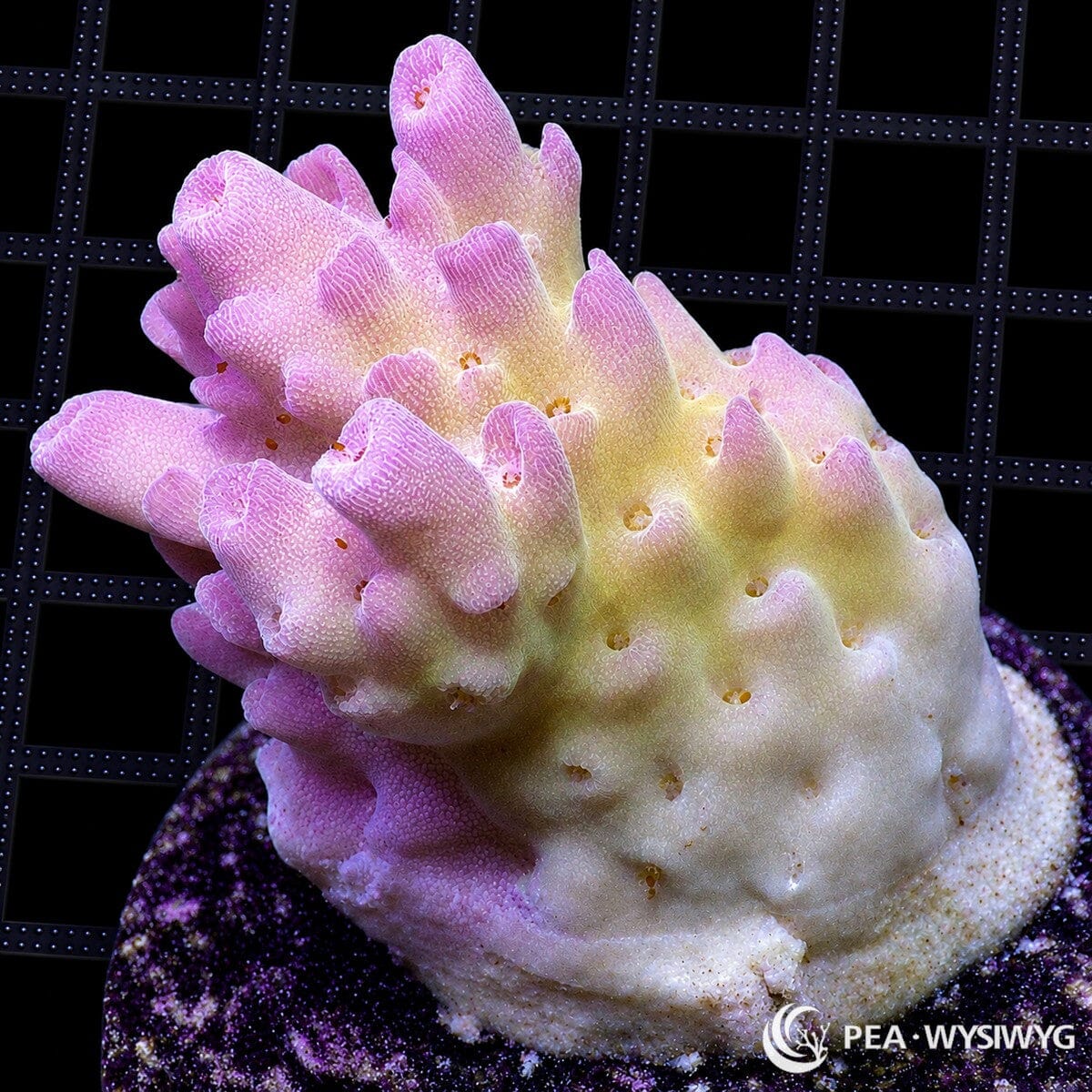 WYSIWYG Pink Tip Yellow Table Australian Acropora coral with yellow base and pink-purple growth tips