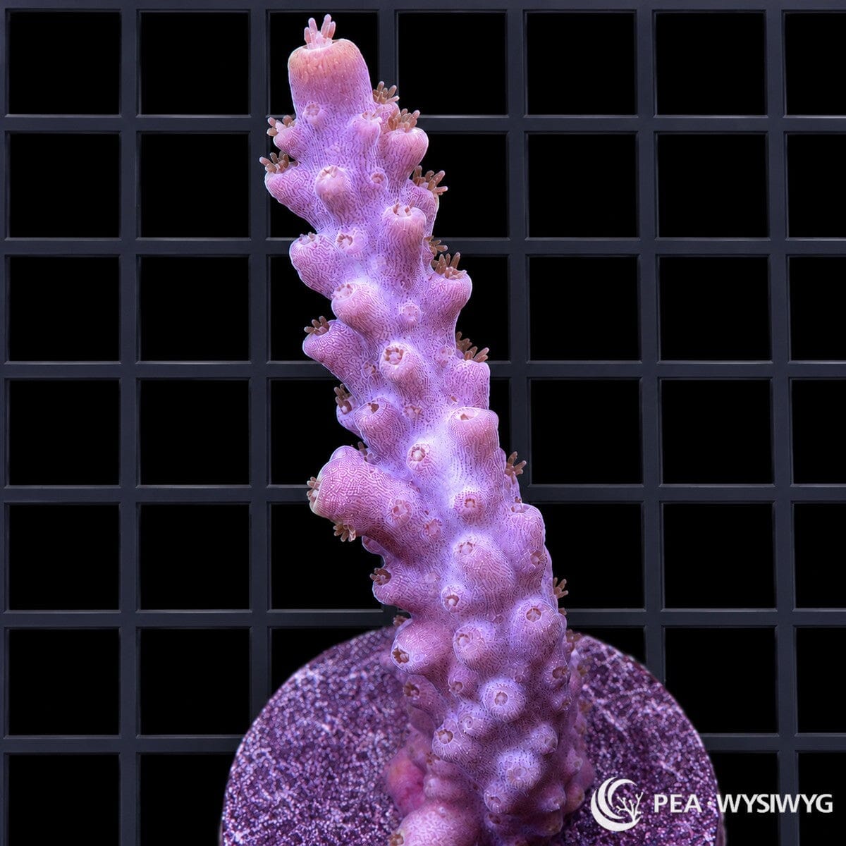 WYSIWYG Purple Australian Acropora coral with lavender branches and orange-red polyps on frag plug