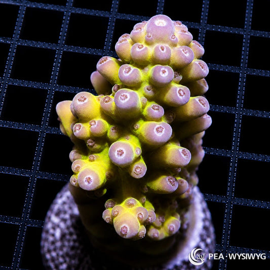 WYSIWYG Purple Tip Green Australian Acropora coral with green base and purple growth tips on frag plug