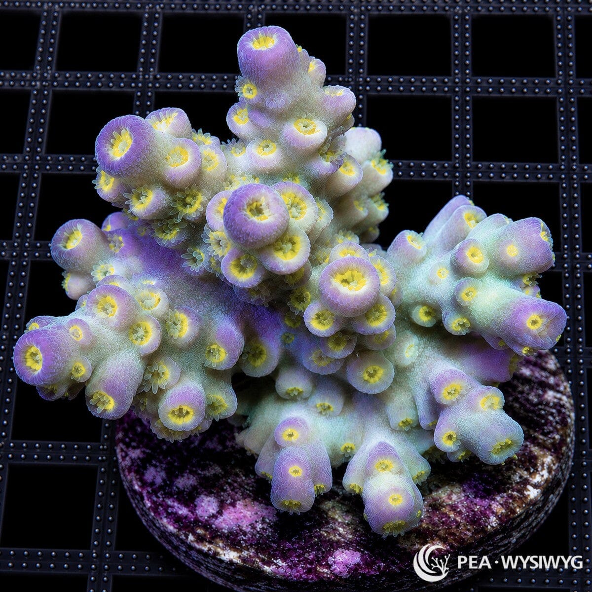 WYSIWYG Rainbow Tenuis Australian Acropora coral with blue, purple, green, and yellow polyps on frag plug