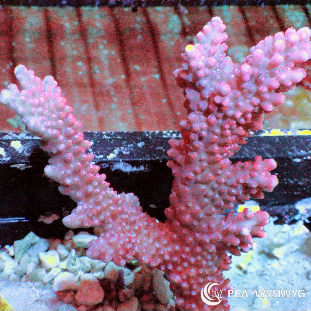 Australian Acropora Red Staghorn "Chunky" (WYSIWYG)