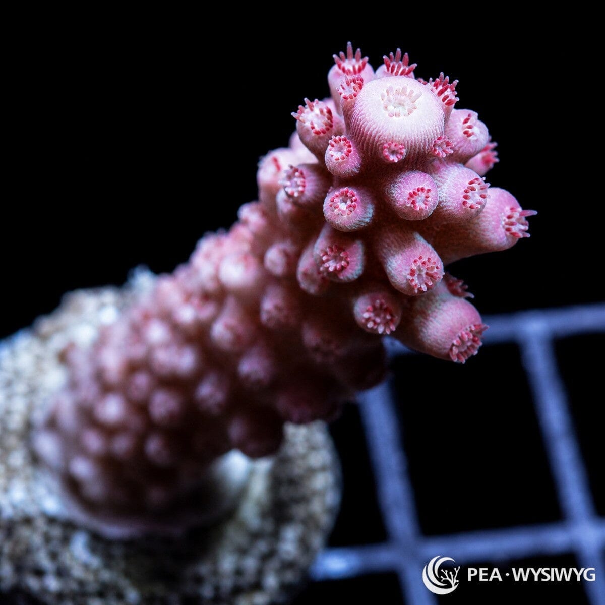 WYSIWYG Red Staghorn Australian Acropora coral with pink-red branches and extended polyps on live rock base