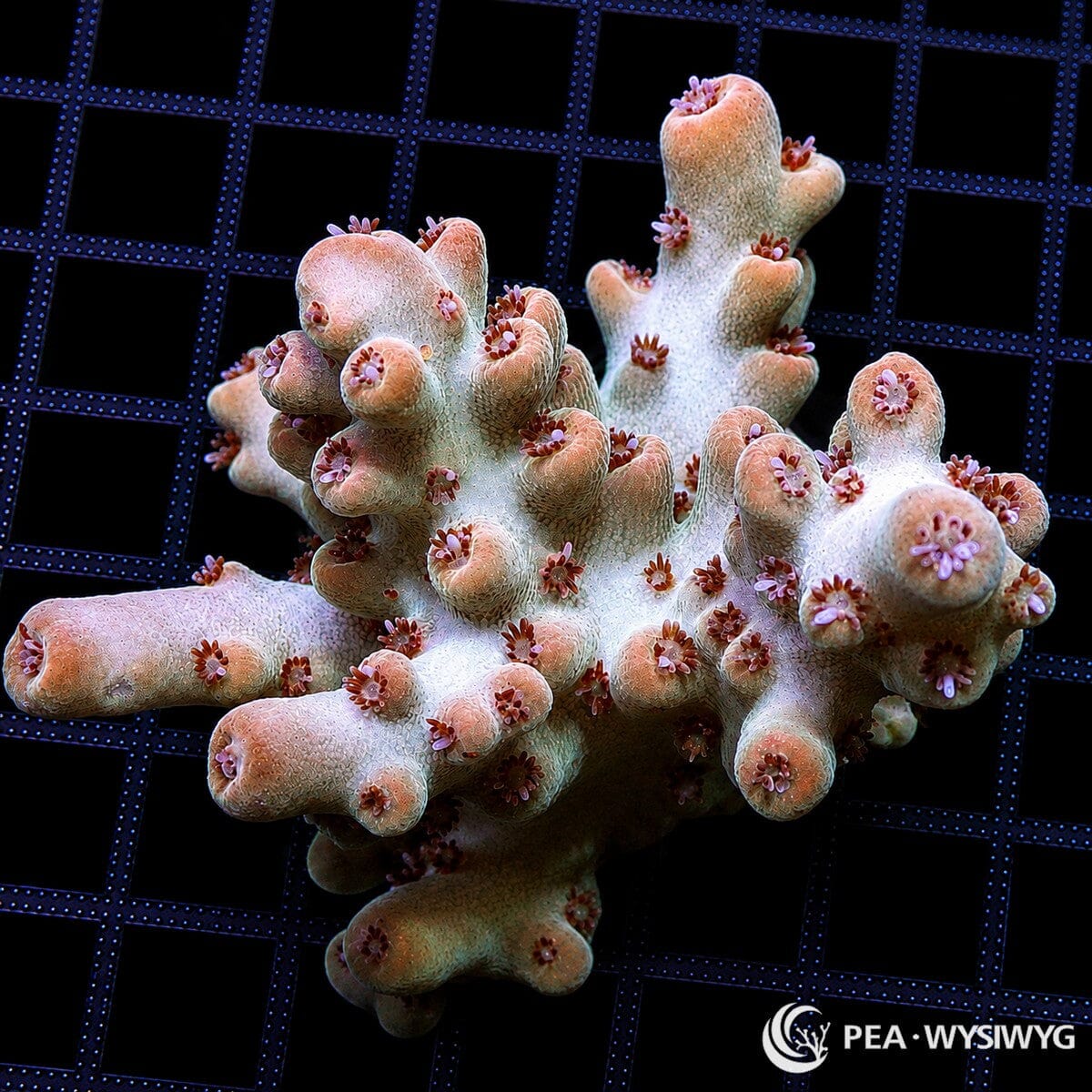 WYSIWYG Rouge Tip Australian Acropora coral with pale branches, rosy coralites, and extended polyps on frag grid