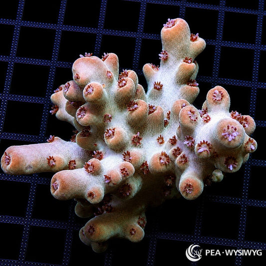 WYSIWYG Rouge Tip Australian Acropora coral with pale branches, rosy coralites, and extended polyps on frag grid