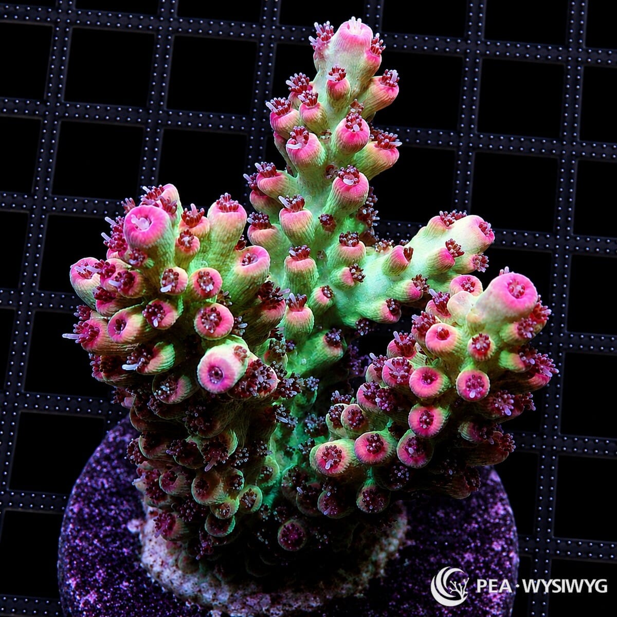WYSIWYG Strawberry Shortcake Australian Acropora coral with green branches, pink coralites, and red polyps on frag plug