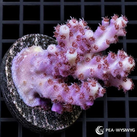 WYSIWYG Violet Australian Acropora coral with lavender-violet branches, pale tips, and extended red polyps
Short Description: A beautiful viol
