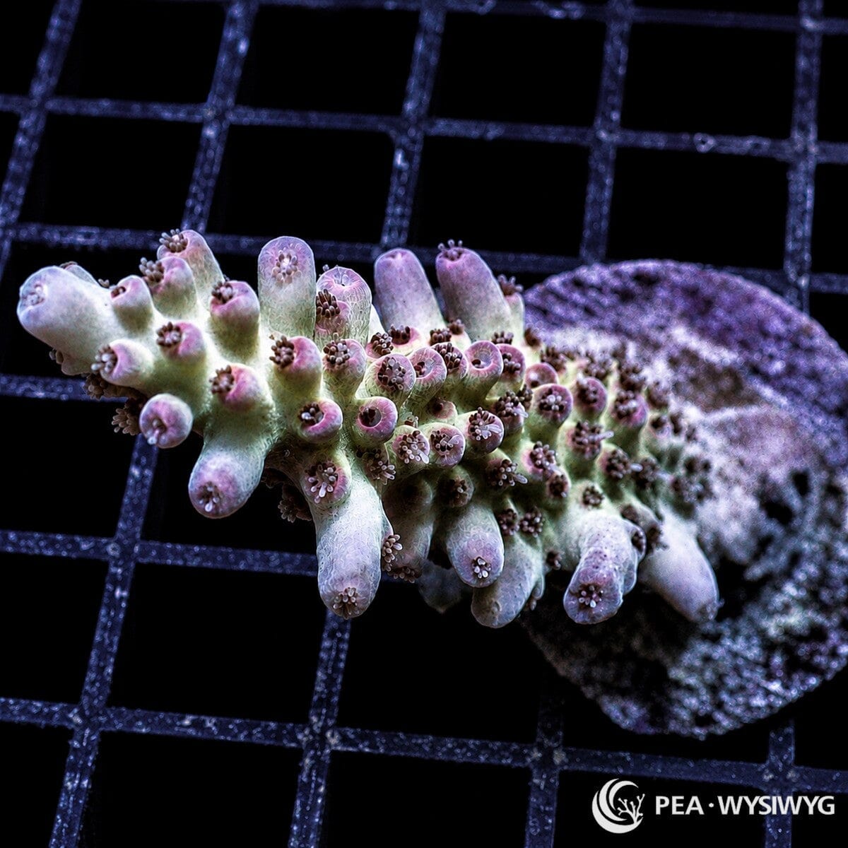 WYSIWYG Violet Branching Australian Acropora coral with pale violet branches, rounded tips, and extended polyps