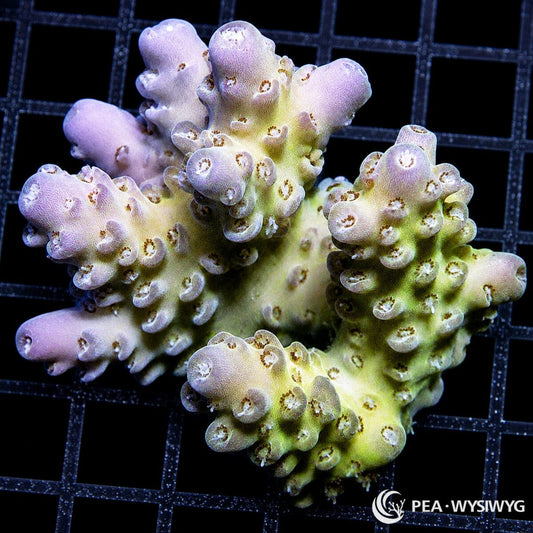 WYSIWYG Violet Tip Yellow Green Australian Acropora coral with yellow-green base and violet growth tips