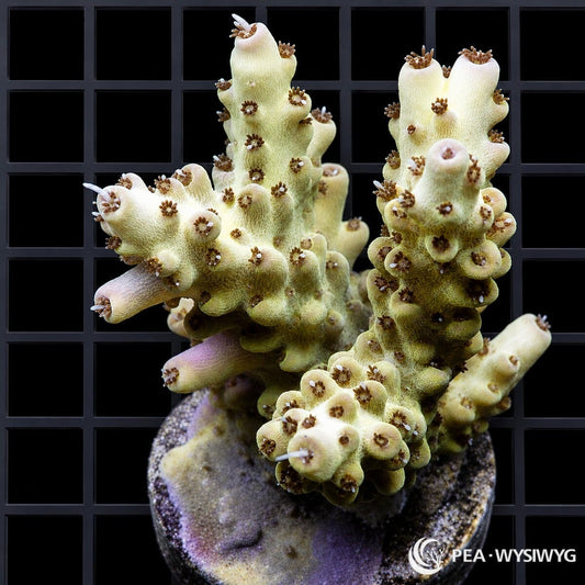 WYSIWYG Yellow Green Australian Acropora coral with pale yellow-green branches and white growth tips on frag plug