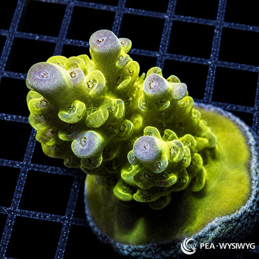 WYSIWYG Neon Yellow Green Australian Acropora coral with glowing yellow-green branches and pale lavender tips