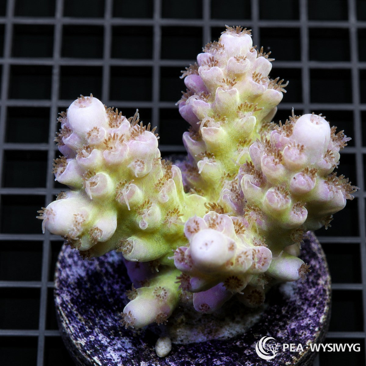 WYSIWYG Pale Yellow Green Australian Acropora coral with cream branches, yellow-green base, and extended polyps