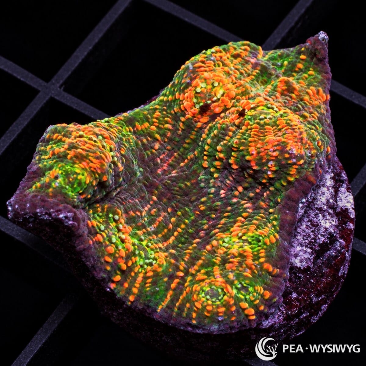 Autumn Harvest Chalice Echinophyllia sp. with green and olive tissue, bright orange-gold highlights, and raised textured corallites
