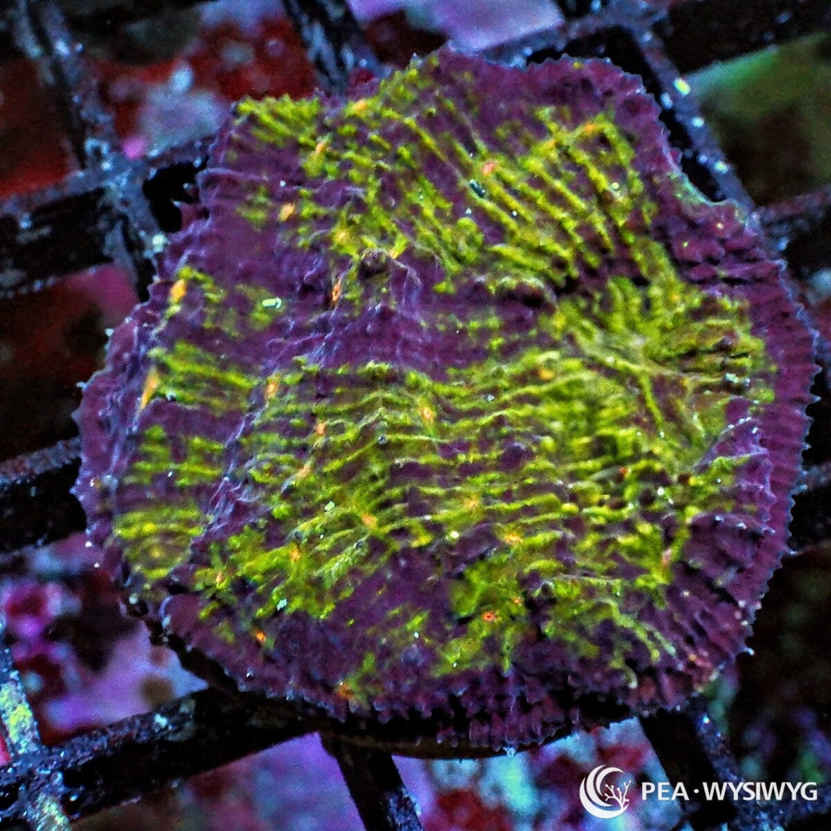Autumn Harvest Chalice Echinophyllia sp. WYSIWYG coral frag with purple burgundy tissue, green yellow streaking, orange highlights, and textured encrusting plating growth