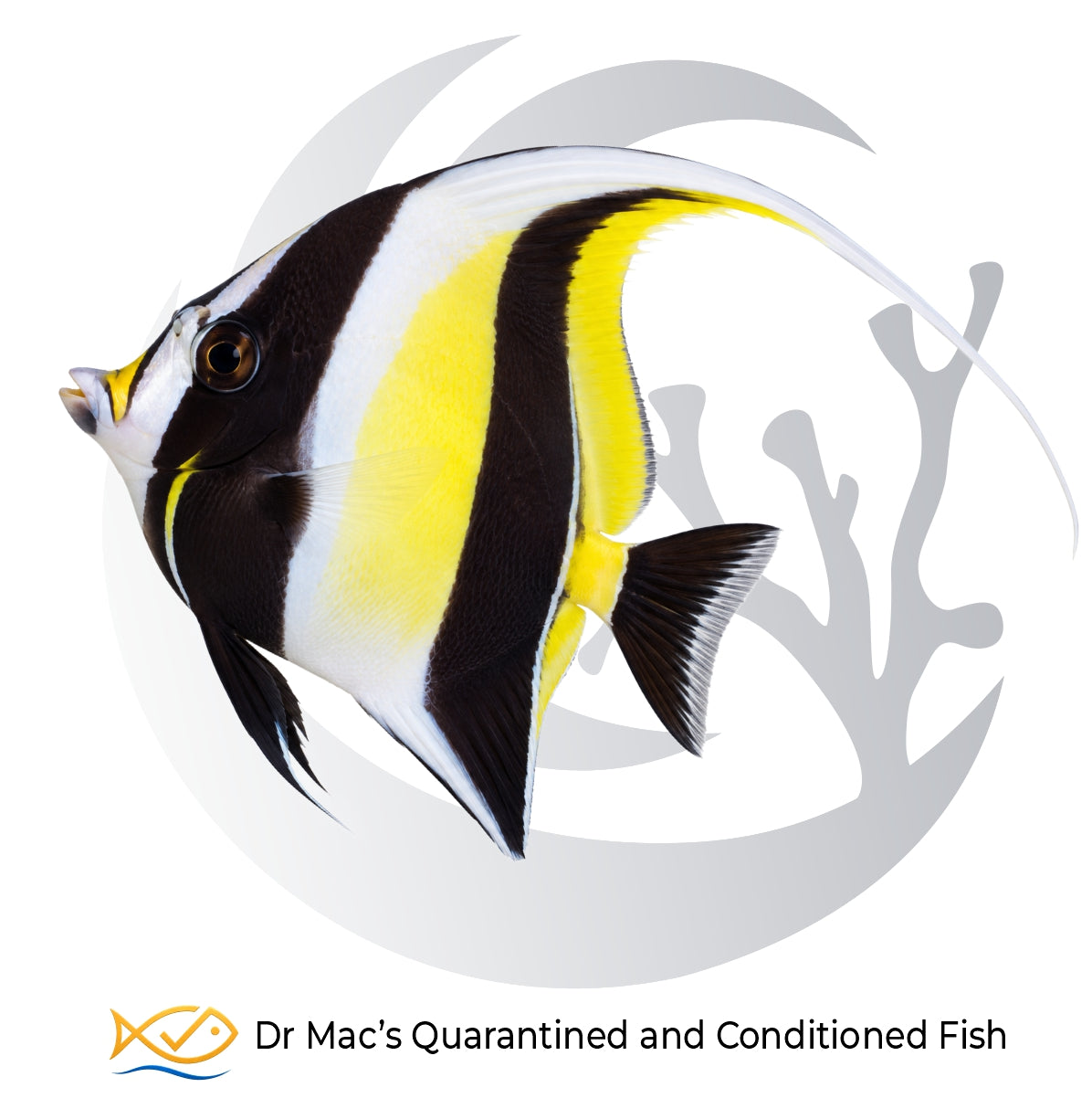Longfin Bannerfish Heniochus acuminatus with black and white bands, yellow markings and long white dorsal streamer