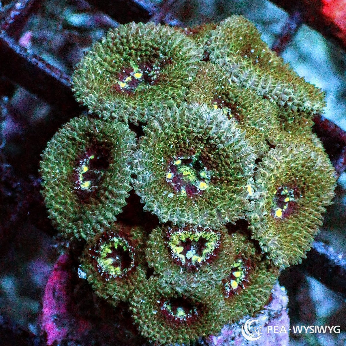Bicolor Micromussa Amakusensis Micromussa amakusensis WYSIWYG premium LPS coral frag