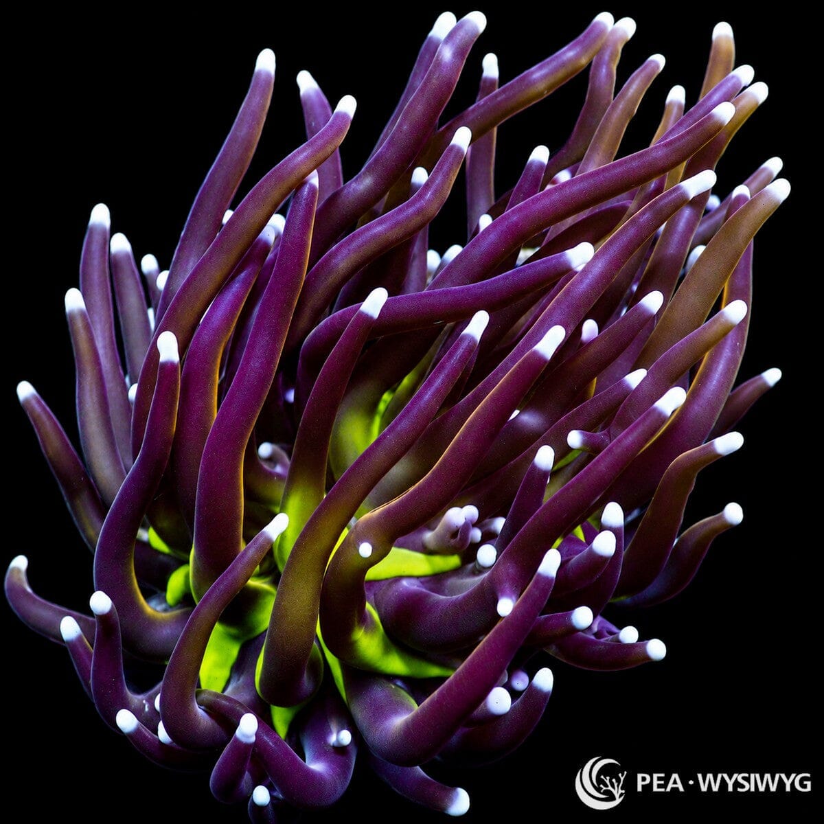 WYSIWYG Bird of Paradise Torch Euphyllia coral with purple tentacles, white tips, and green base