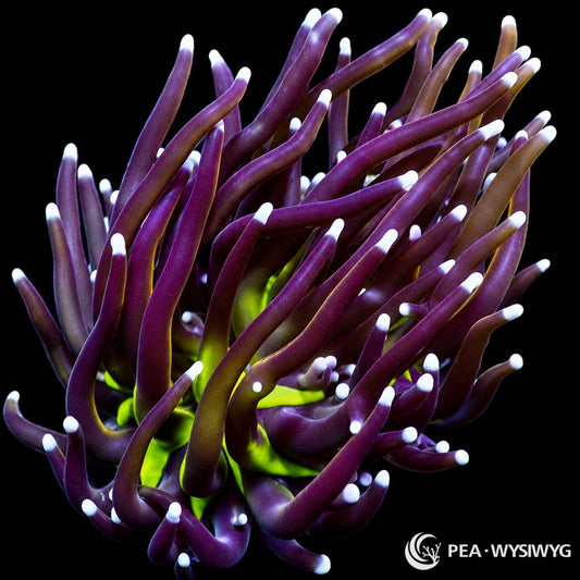 WYSIWYG Bird of Paradise Torch Euphyllia coral with purple tentacles, white tips, and green base