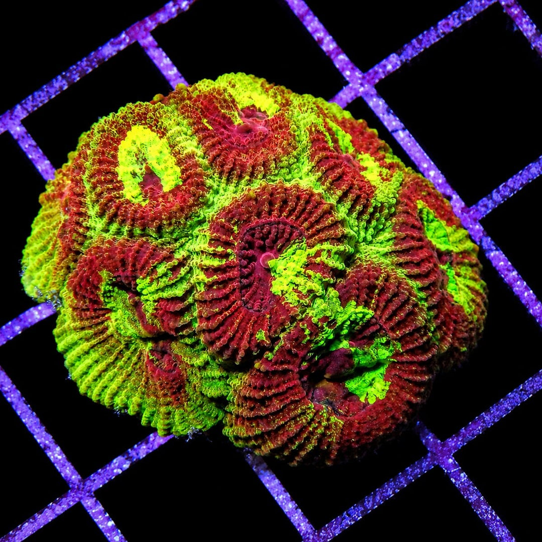 Bizarre Mosaic Favia coral Favia sp. WYSIWYG LPS coral with red green and purple pattern