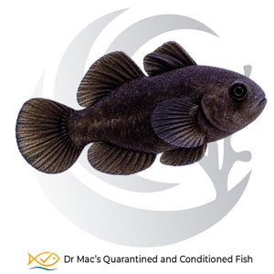 Black Clown Goby Gobiodon ceramensis with uniform dark brown-black coloration, rounded fins and large eyes