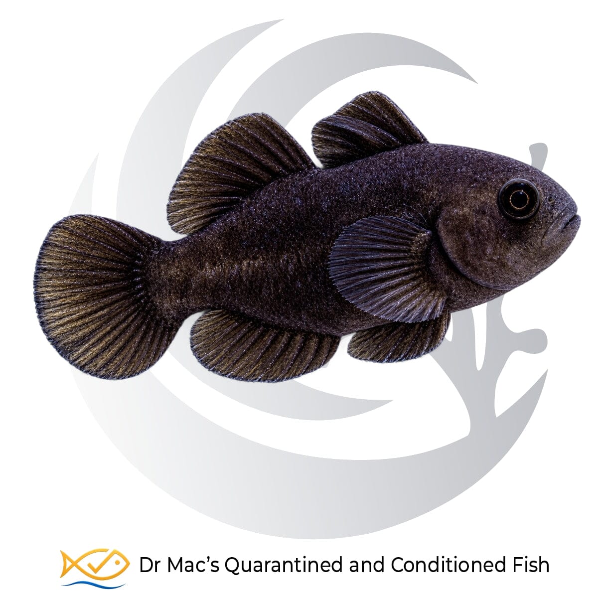 Black Clown Goby Gobiodon ceramensis with uniform dark brown-black coloration, rounded fins and large eyes