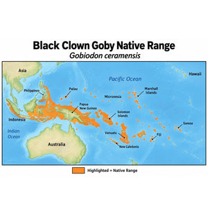 Black Clown Goby (Gobiodon ceramensis) native range map showing its Western Central Pacific distribution from Indonesia and the Philippines through Papua New Guinea, Micronesia, the Solomon Islands, Vanuatu, New Caledonia, Fiji, and Samoa.