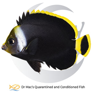 Black Velvet Angelfish Chaetodontoplus melanosoma with deep black body, pale silver face and bright yellow dorsal and tail fin markings