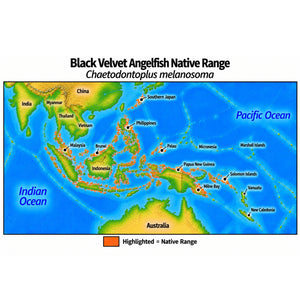 Native range map of Black Velvet Angelfish (Chaetodontoplus melanosoma), highlighting its Indo-West Pacific distribution across the Indo-Malayan region, the Philippines and New Guinea, extending north to southern Japan.