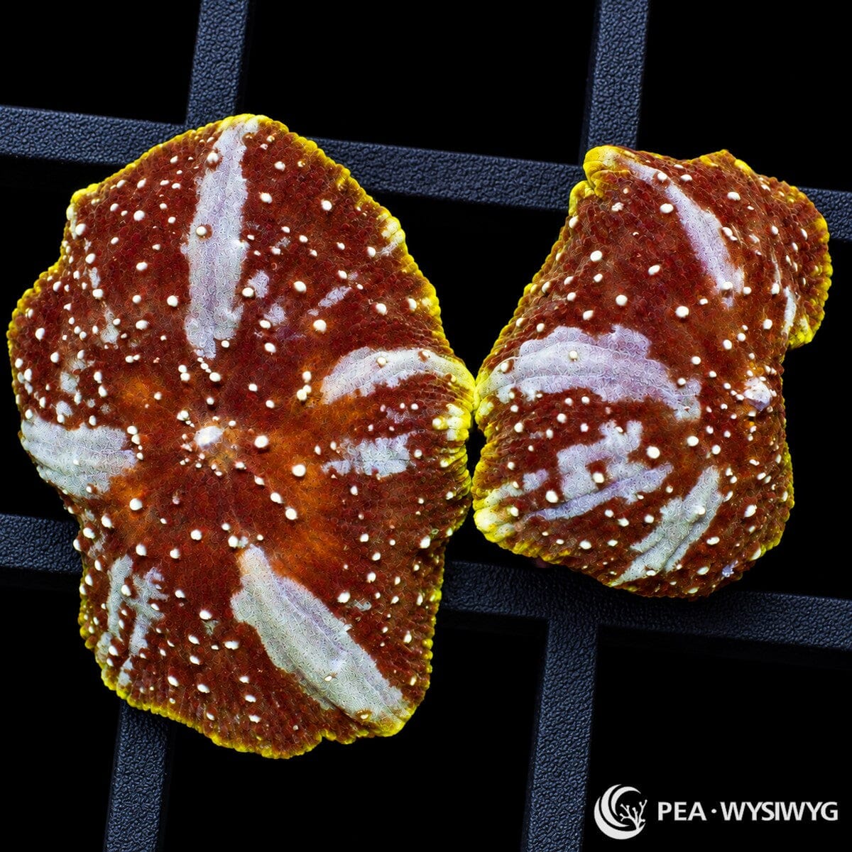 Blazing Corona Discosoma Mushrooms Discosoma sp. with reddish-brown tissue, pale radial markings, white spots, and yellow-green edges
