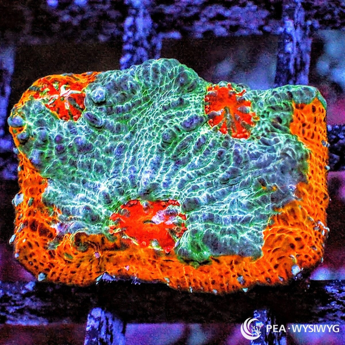 Blazing Orange Rim Chalice Echinophyllia sp. WYSIWYG LPS coral frag with blue green teal tissue and vivid orange rim