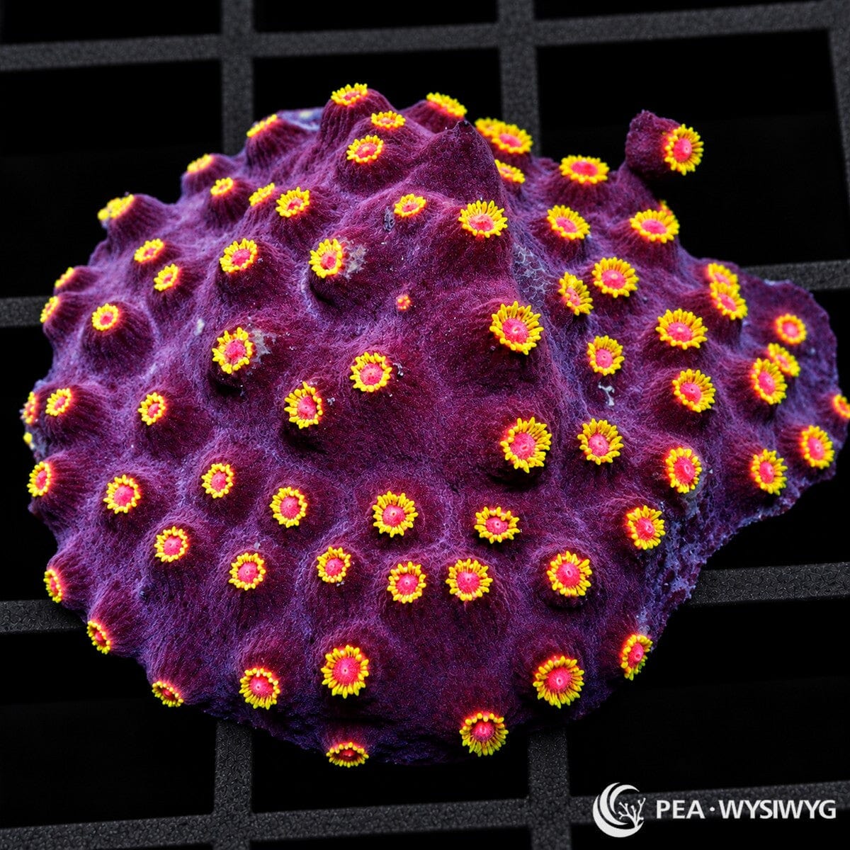 Bling Bling Cyphastrea Cyphastrea sp. with deep burgundy-purple tissue and bright pink-red corallites surrounded by fluorescent yellow rings