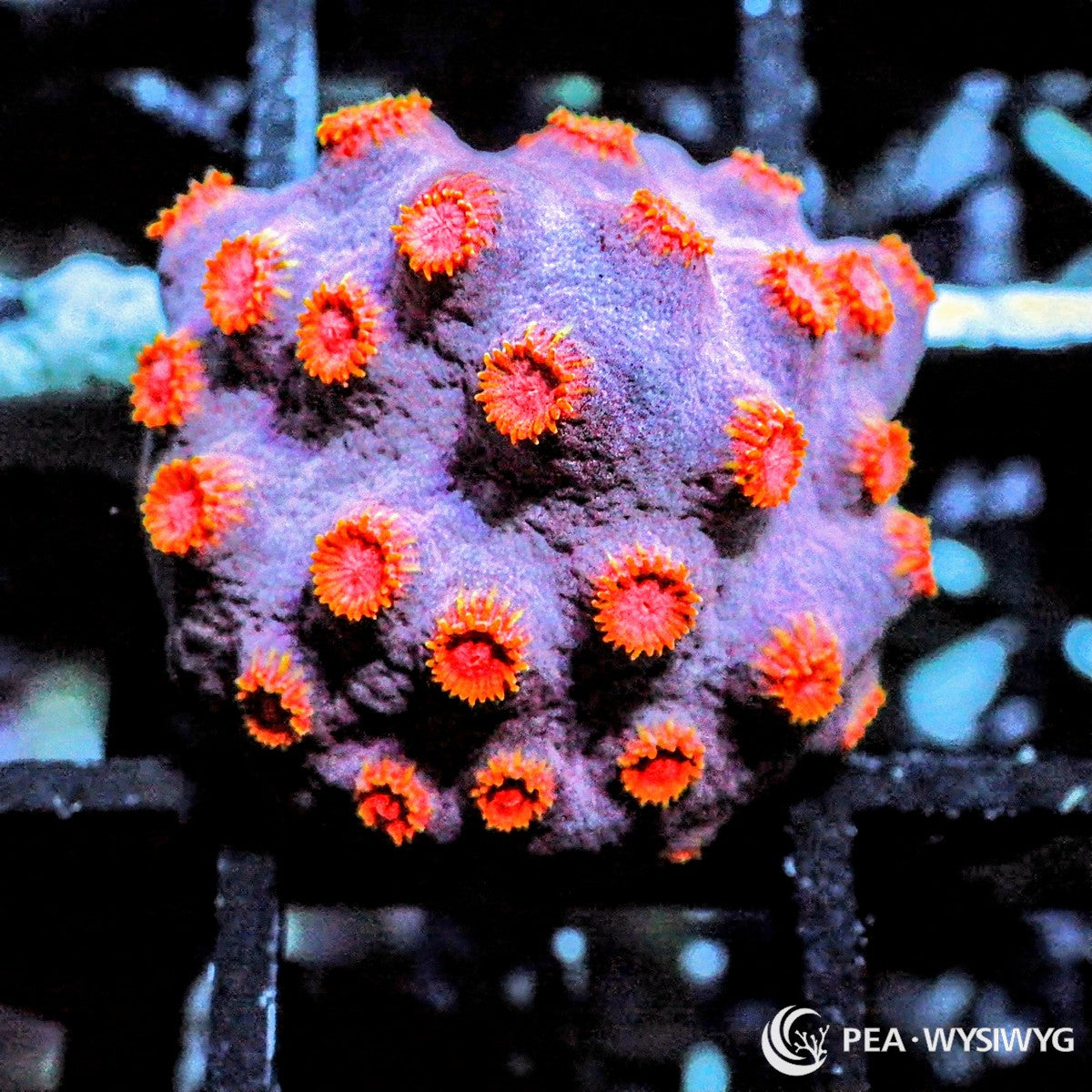 Bling Bling Cyphastrea Cyphastrea species WYSIWYG Under $25 coral frag