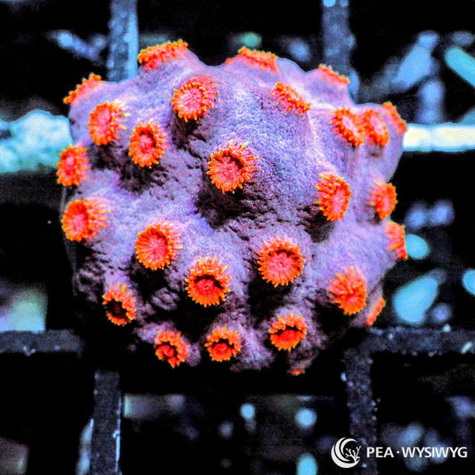 Bling Bling Cyphastrea Cyphastrea species WYSIWYG Under $25 coral frag