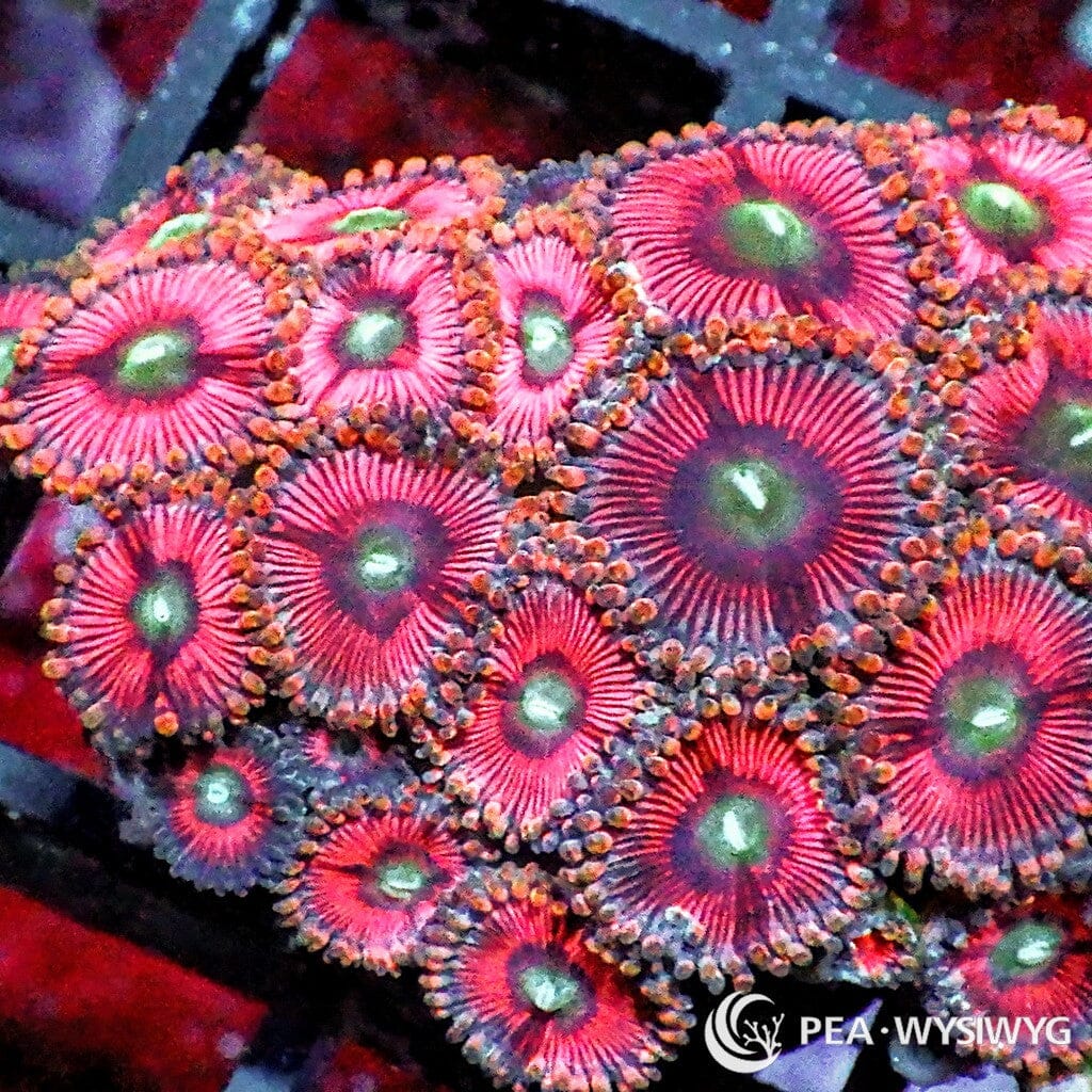 Blonde Barbie Zoanthids WYSIWYG aquacultured coral from Pacific East Aquaculture