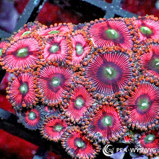 Blonde Barbie Zoanthids WYSIWYG aquacultured coral from Pacific East Aquaculture