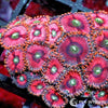 Blonde Barbie Zoanthids WYSIWYG aquacultured coral from Pacific East Aquaculture
