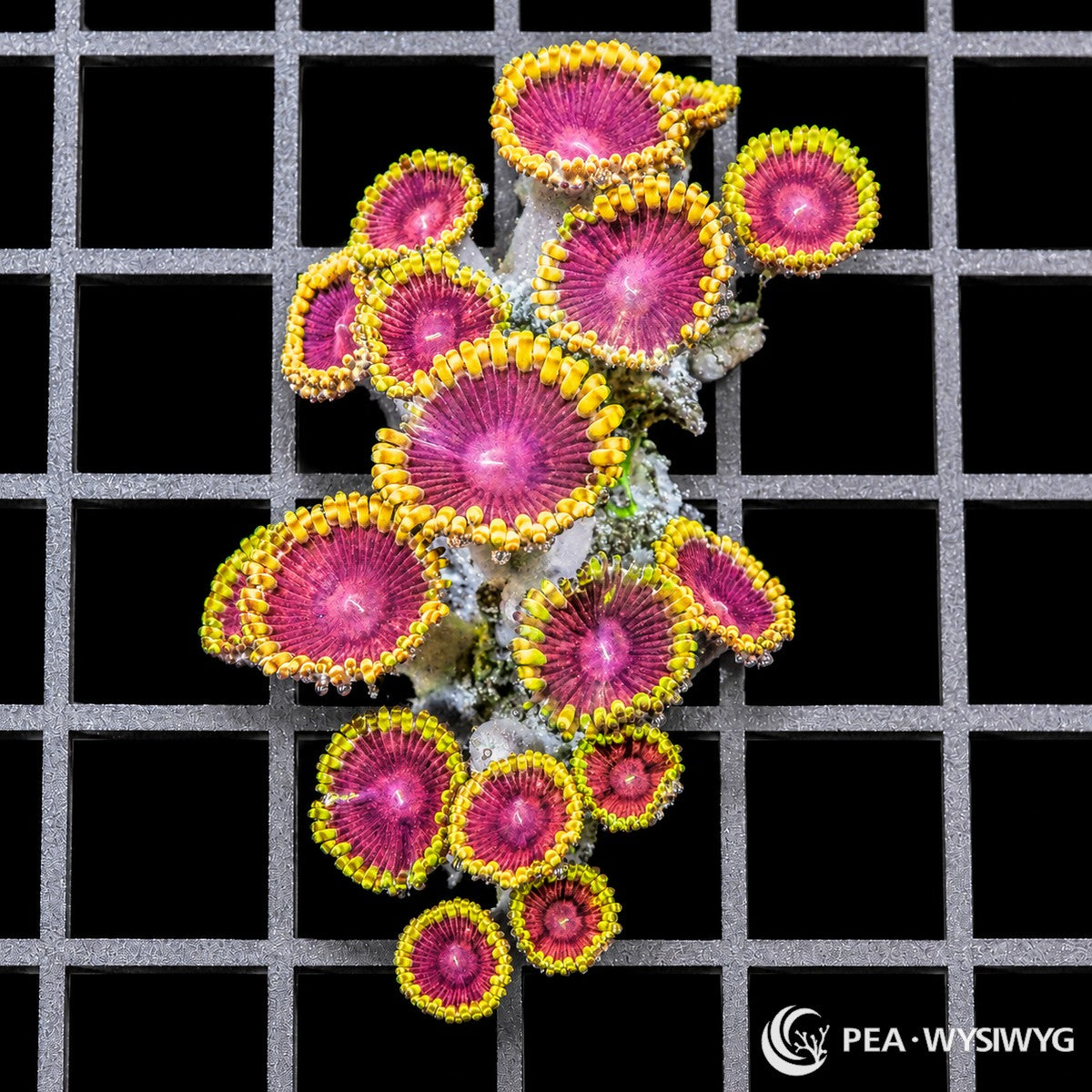 Blonde Barbie Zoanthids Zoanthus species WYSIWYG premium soft coral frag