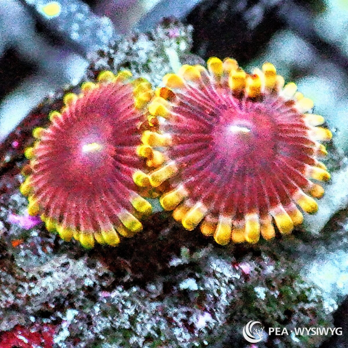 Blonde Barbie Zoanthids Zoanthus species WYSIWYG Under $25 coral frag