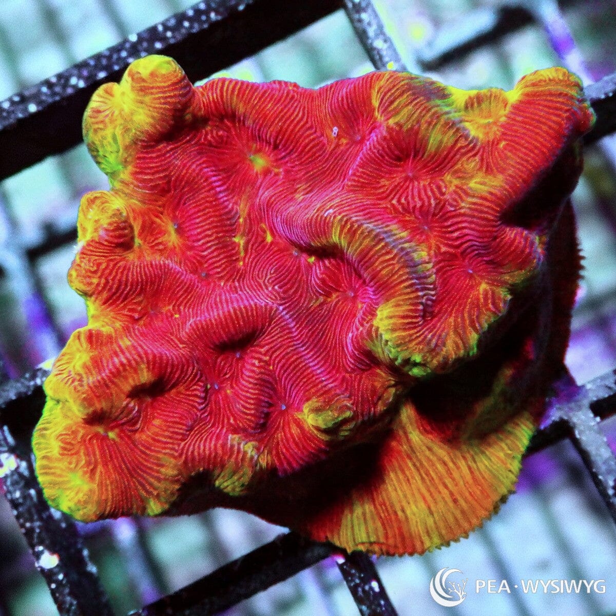 Blood Orange Leptoseris Leptoseris sp. WYSIWYG coral frag with red orange tissue, golden yellow edge highlights, and fine ridged plating texture